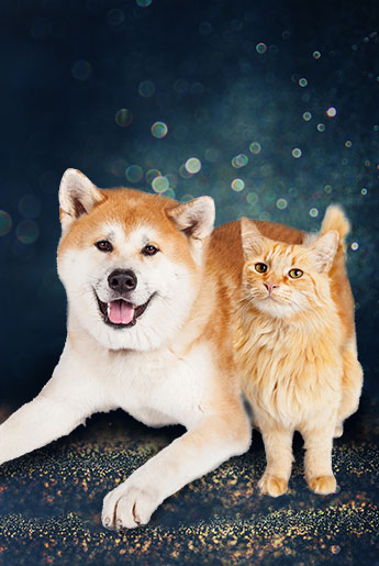 cat and dog